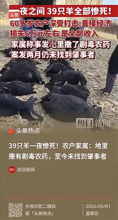 山西霍州离谱事件！39只羊一夜惨死，6万损失、两个月悬案，真相到底在哪？
 
山