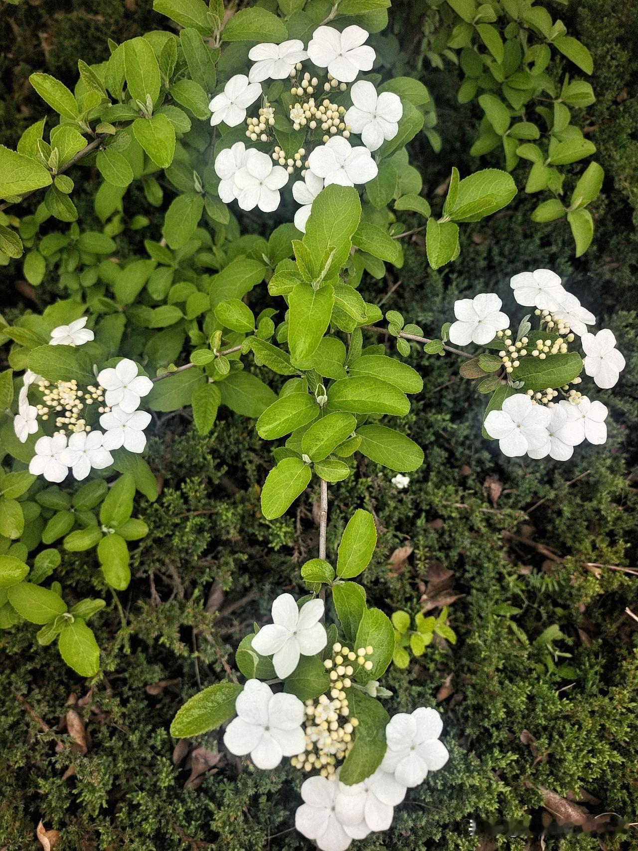 上联：春赏百花齐放
下联：秋观千树叶落

终生坚持作品原创的人
图片来源于作者拍