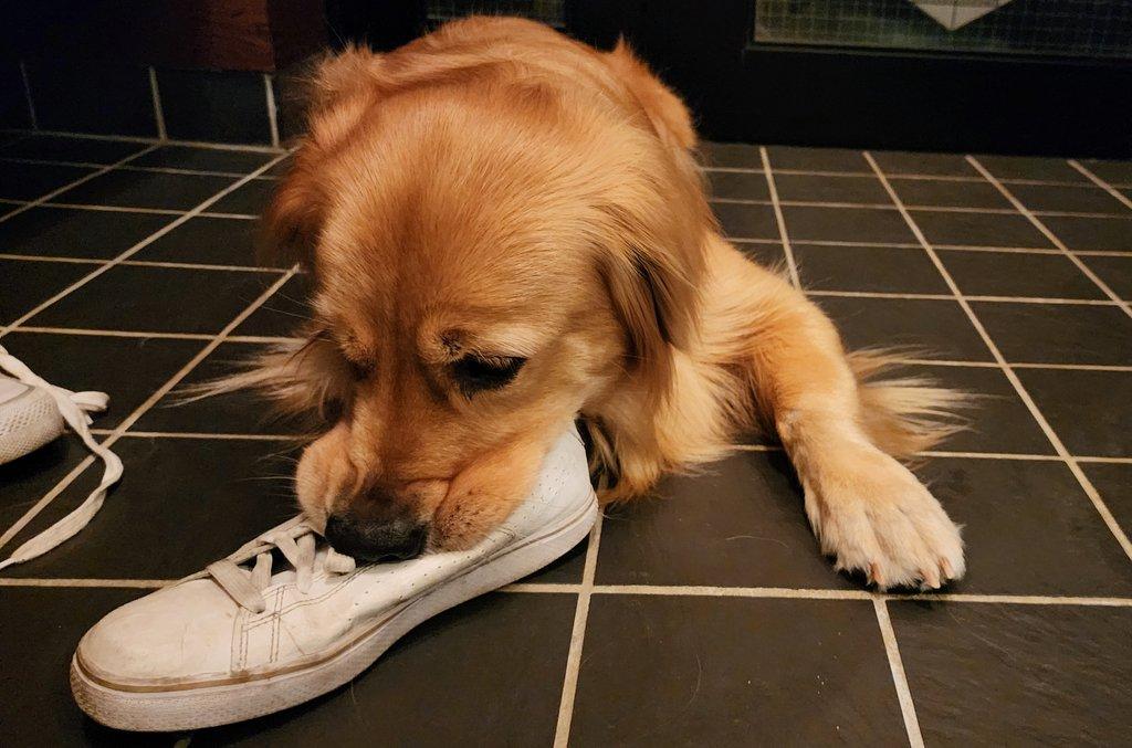 味道越浓越喜欢！黄金猎犬Charlot回家第一件事就是「吸鞋子」，总是要把鼻子塞