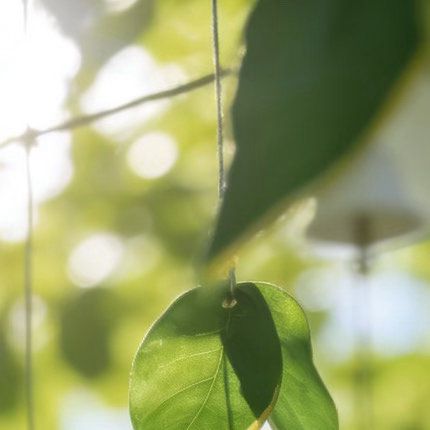 0000豁达胸怀在狭隘处种辽阔，于怨怼中植慈悲。宽恕不是怯懦，是让灵魂在宽容里呼