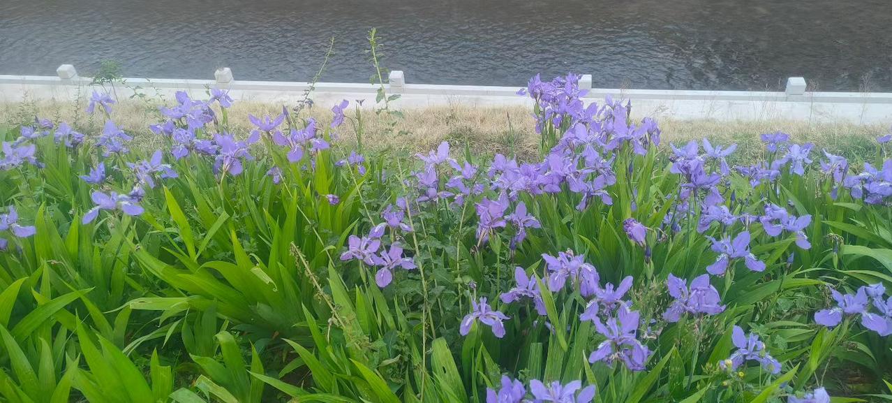 郓城县黄集镇西朱



【沿革】 据《张氏族谱》载∶ 清乾隆年间（1736—17