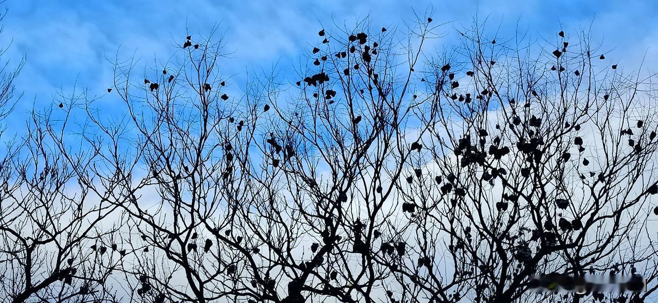 （原创）
感受大自然的美
秋冬美景手摄 冬季花草随手拍 随拍花草树木 手机随手拍