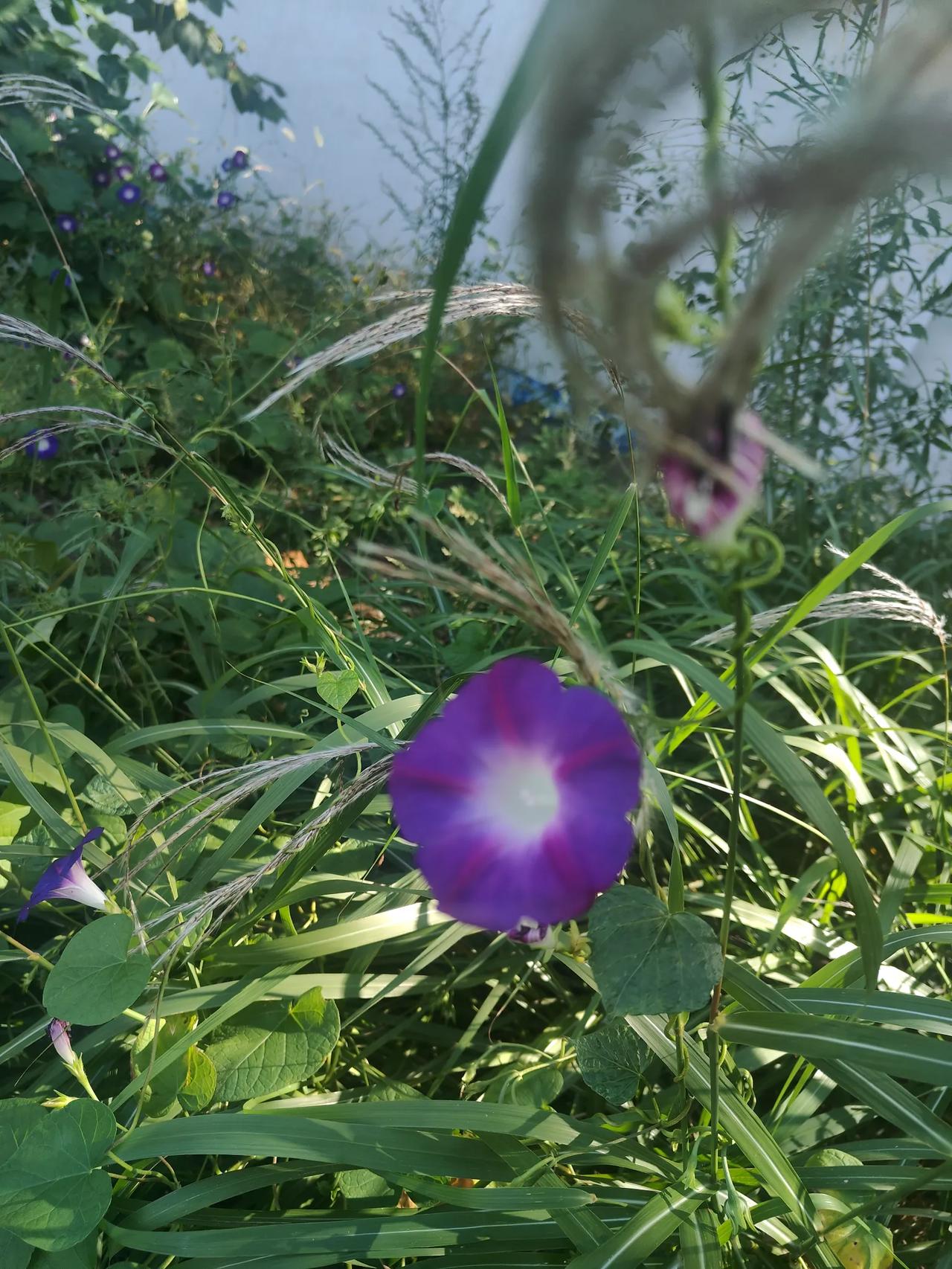 谁有花草照片，可以晒下吗