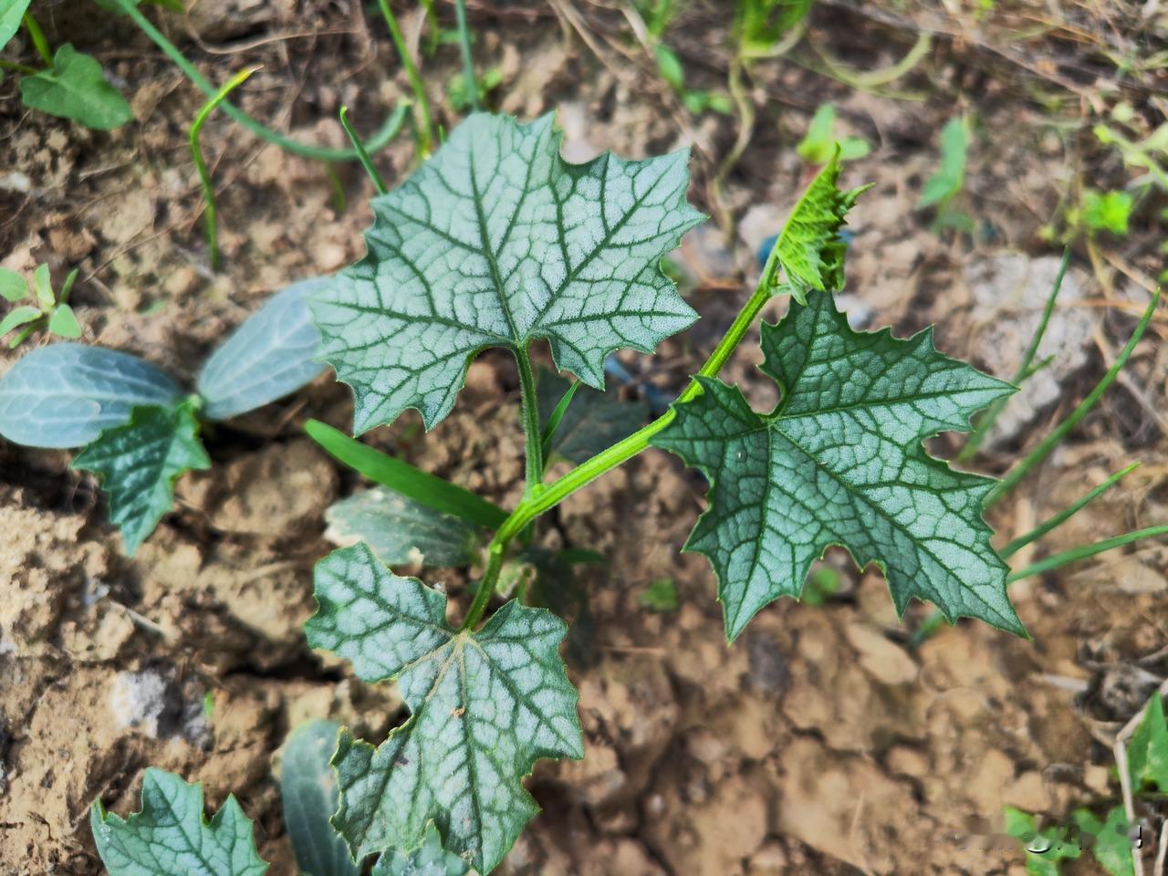 有人说丝瓜种植难出苗，其实只要掌握种植诀窍非常容易出苗。

种前先将丝瓜籽反复冲