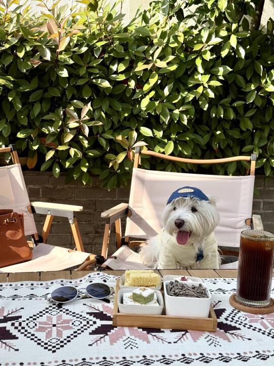 超chill的西山下午☕️🍰🐶🌅