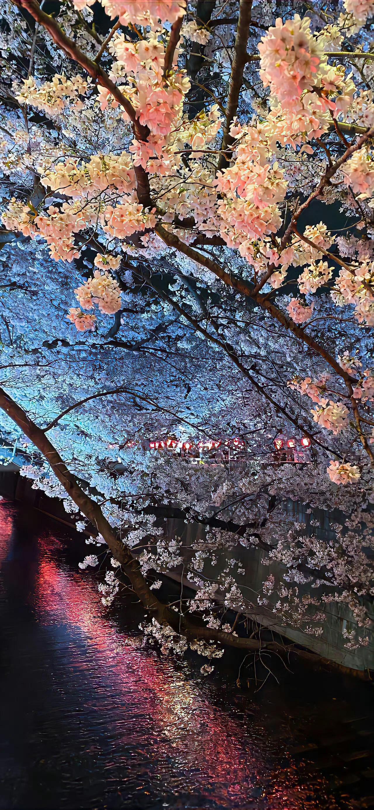 wallpaper｜粉色花朵壁纸 