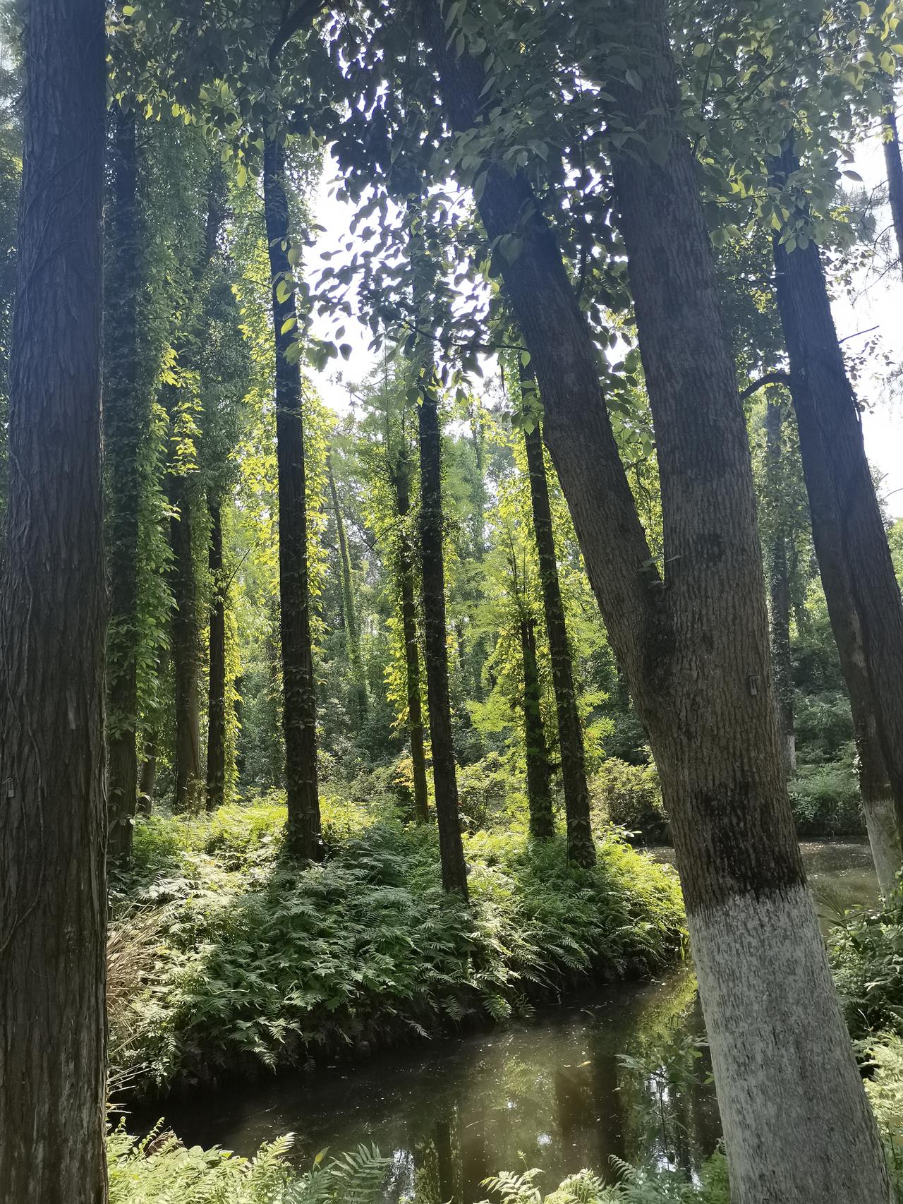 晒图笔记大赛武汉植物园春日水生绿植分享，随手拍照记录春日生活中的美好。