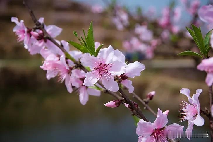 浪淘沙 · 桃花

作者：赵师侠

桃萼正芳菲。初占春时。蒸霞灿锦望中迷。斜出繁