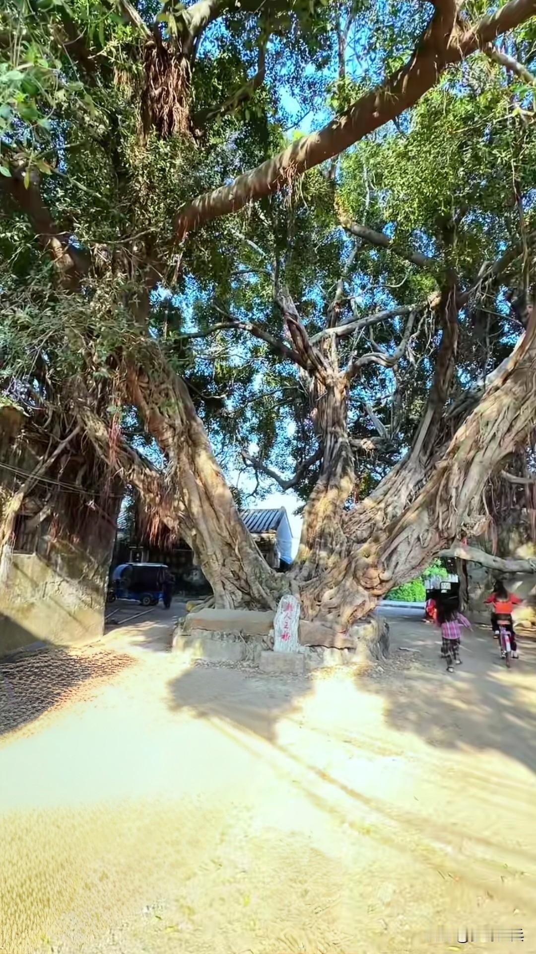 一棵500多年大榕树火遍全网，这是全国流量最高暴火的电影给阿嬷的情书取景地，木生