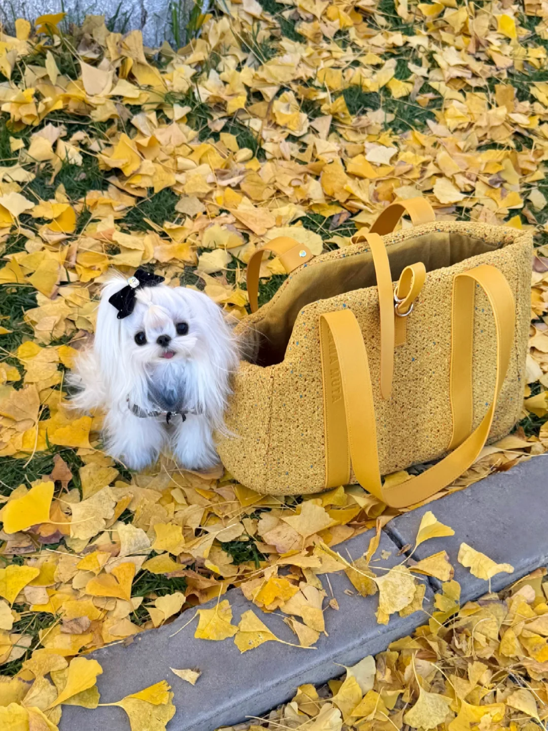 小狗和秋天的约会🍂