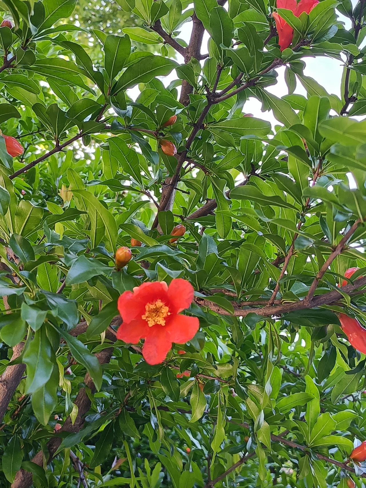 分享一下随手拍的花草5月，石榴花开，美丽的造型、独特的红色、嫩黄色的花心，还有碧