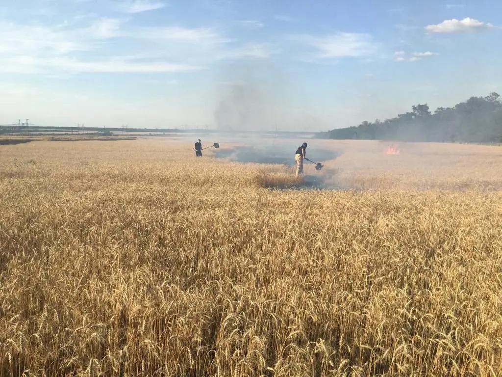 黑海受袭扰乱粮运， 全球小麦供应渐趋紧张 ！中国小麦价格会上涨吗 ？

近期，俄