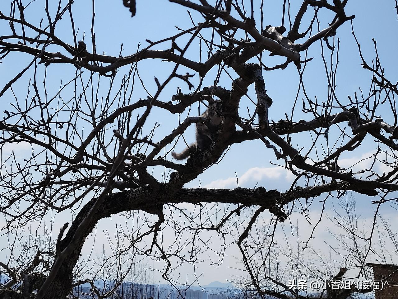 猫和狗真的是天敌吗？

今天亲眼见证了，上山挖野菜的时候，偶遇三只可爱的流浪猫，