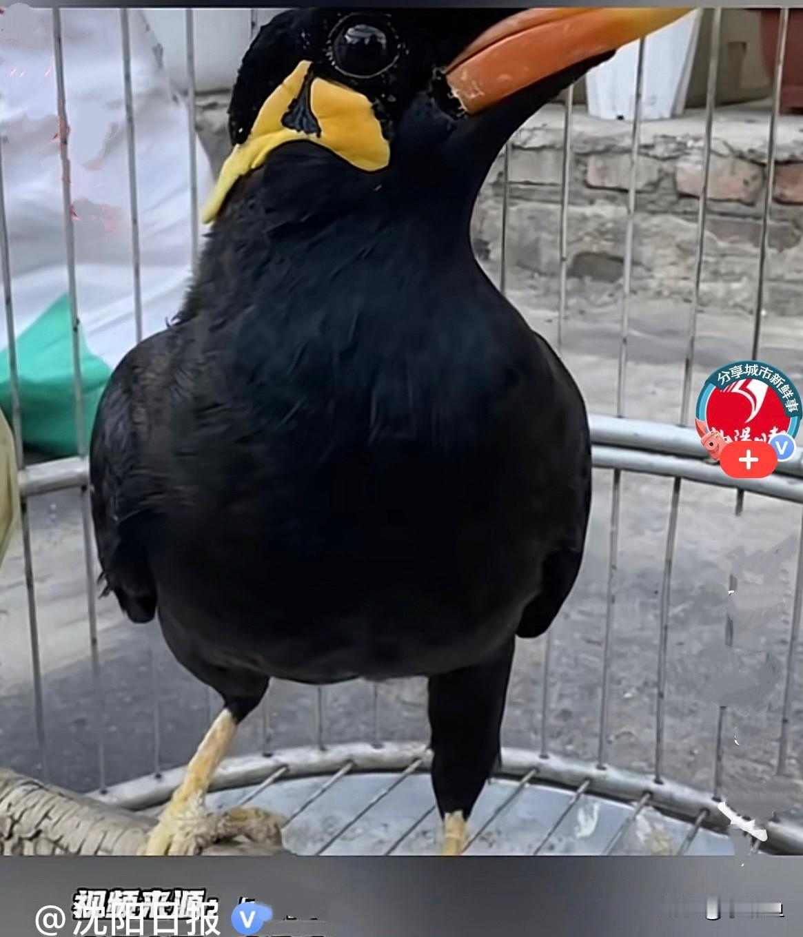 近日，沈阳有一只鸟，我也不知道是八哥还是鹩哥，就叫它八哥吧，可逗人了，只要有人从