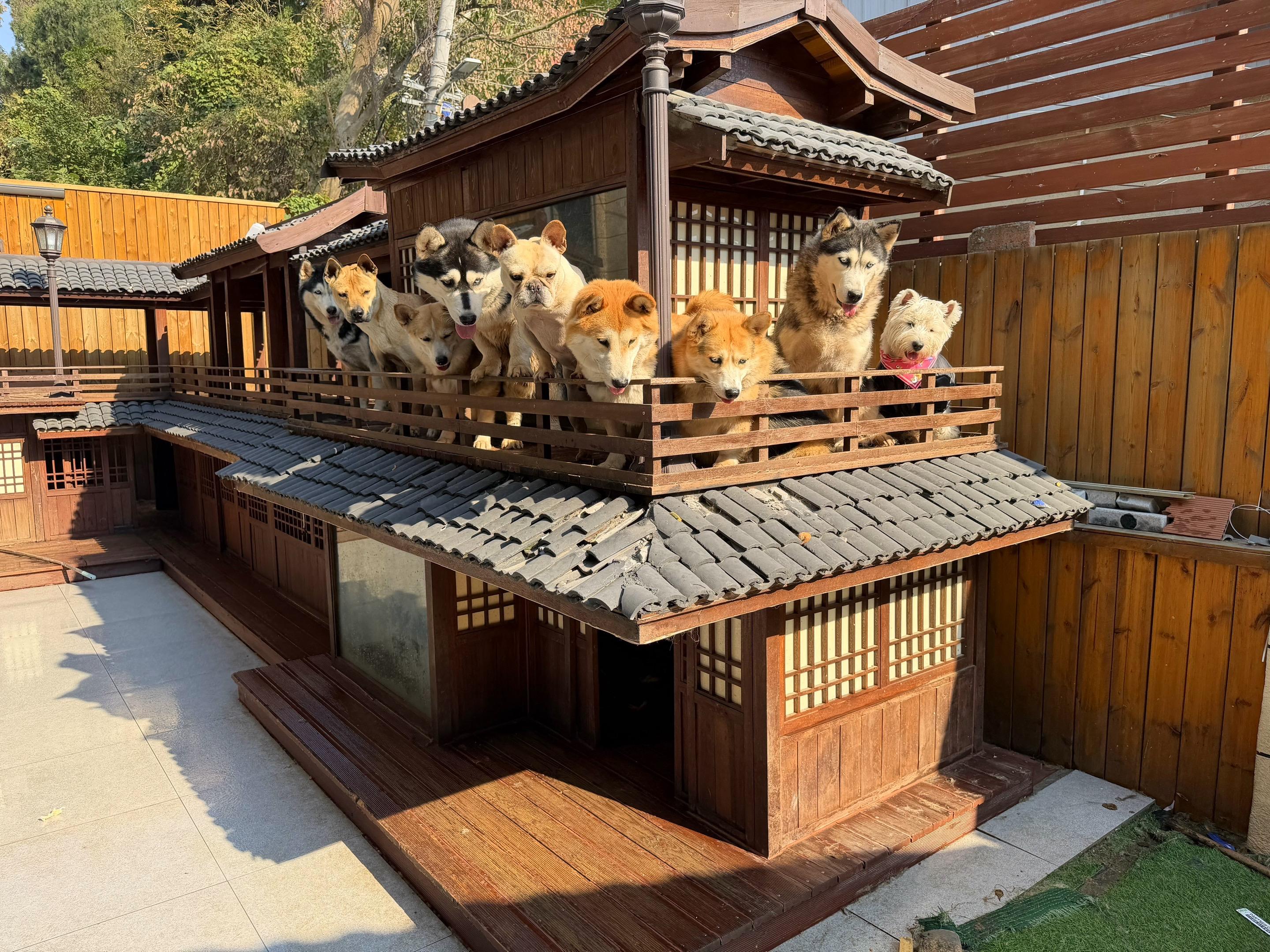 养狗人的相册都是这样。别人看所有照片明明都一样，只有我知道其实每张照片...