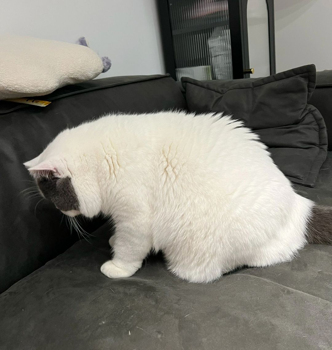 猫车车来啦，快来上车🚌
