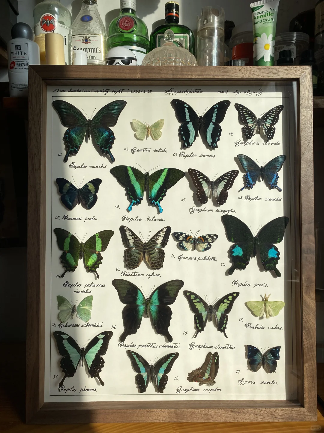 绿色主题 图鉴风格