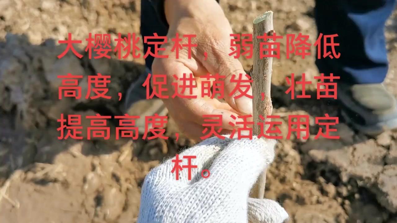 大樱桃定杆高度怎么选？大樱桃定杆还要看苗木状态！苗子弱就适当降低高度，选饱满芽体