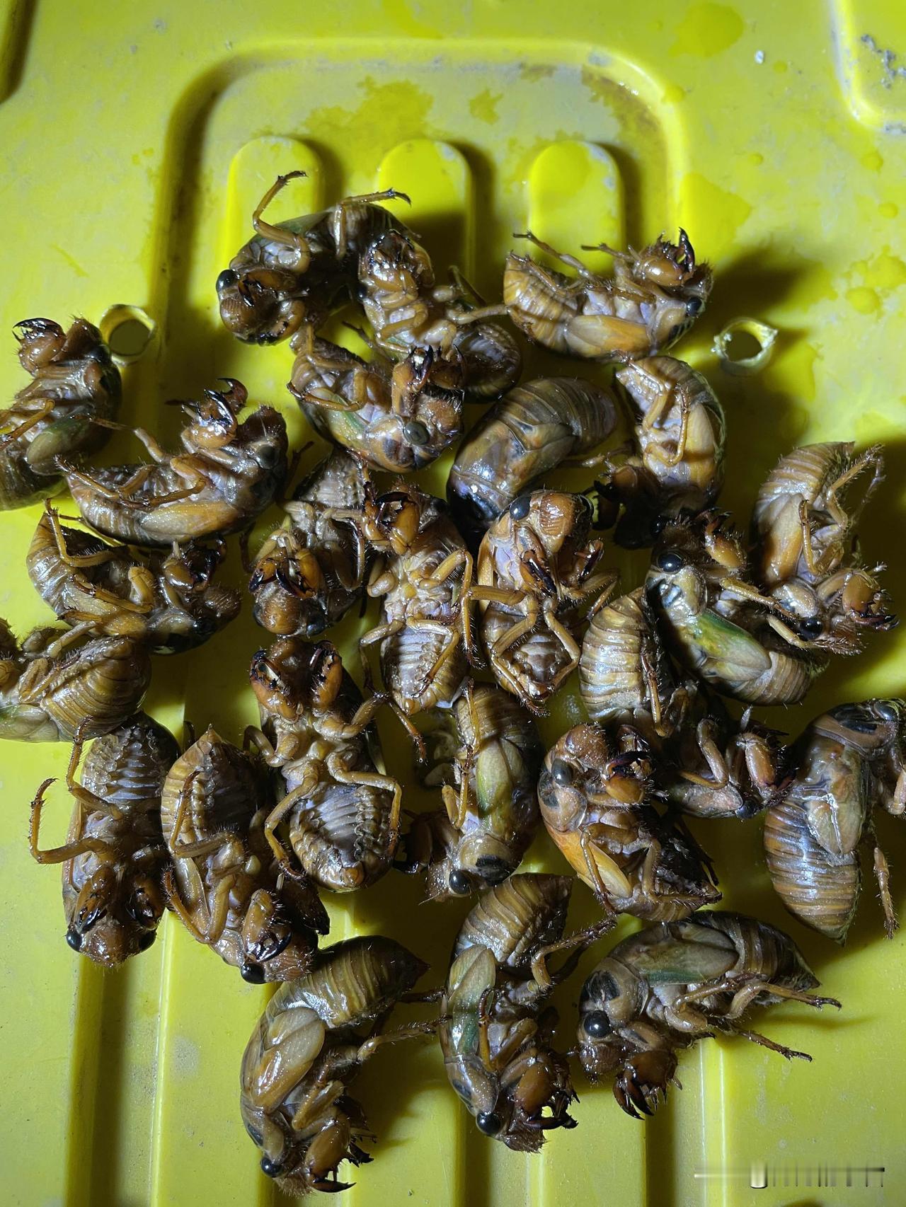 第一天只赚了几块钱
这个季节金蝉已经破土而出了，我又要开始我的工作了，哈哈，收知