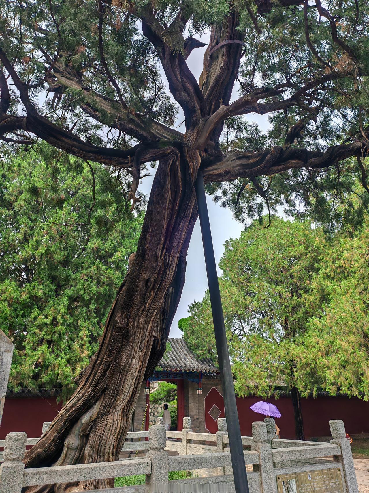 夏日，一张图片定格了孔府那株二千多年古柏的绝美姿态。
站在古柏前，时光仿若倒流。