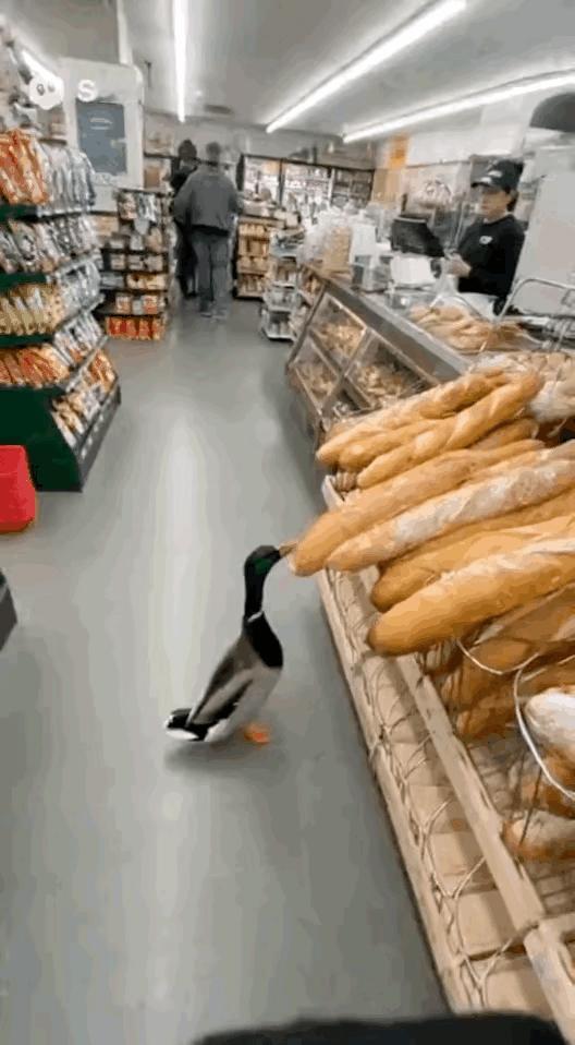 这个鸭子成精了，简直就是葫呆了。

主人带他去到超市买东西，鸭子用嘴咬起一条面包