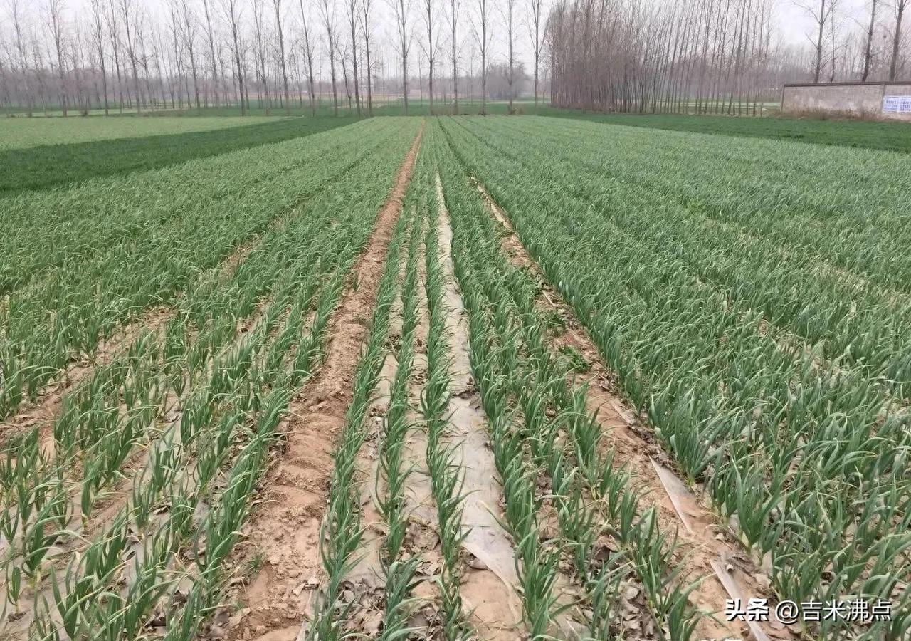 返青不是醒了就完事，地温没到5℃、墒情不达标、倒春寒快来了，浇早了蒜苗全烂根。