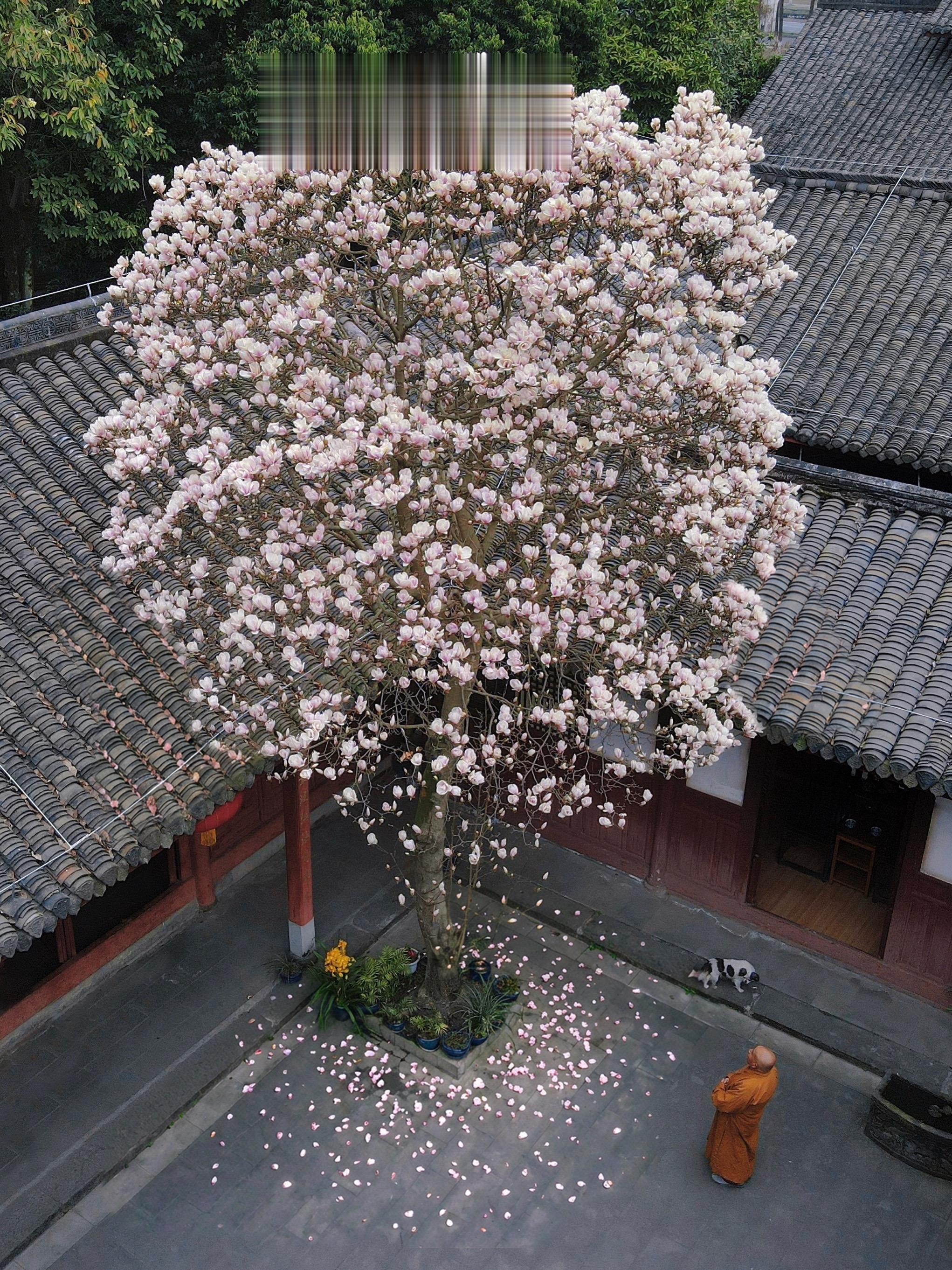 成都百年古寺，惊现30年超大玉兰树‼️。拍摄时间：2026.2.23 ...