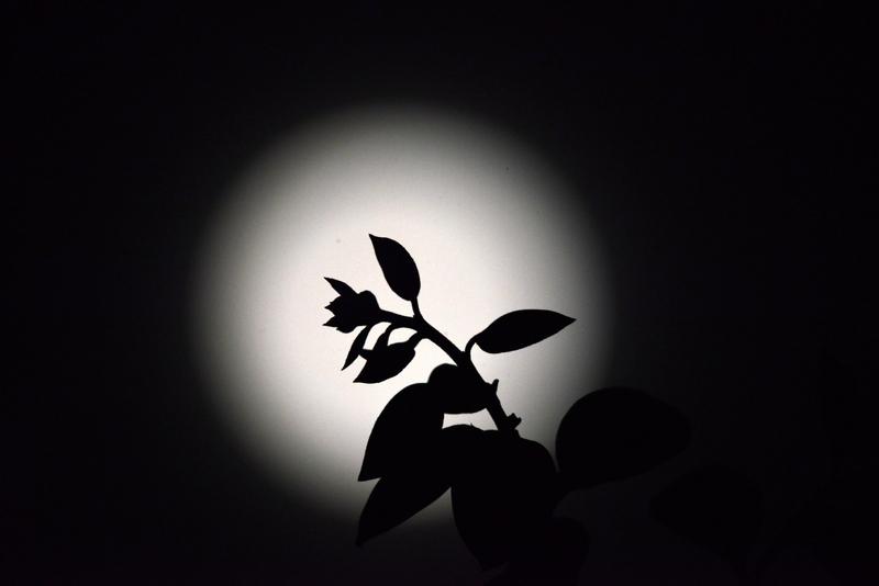 看到“月色朦胧花影动”这个上联，瞬间就有了画面感，朦胧月色下，花影轻轻摇曳，美轮