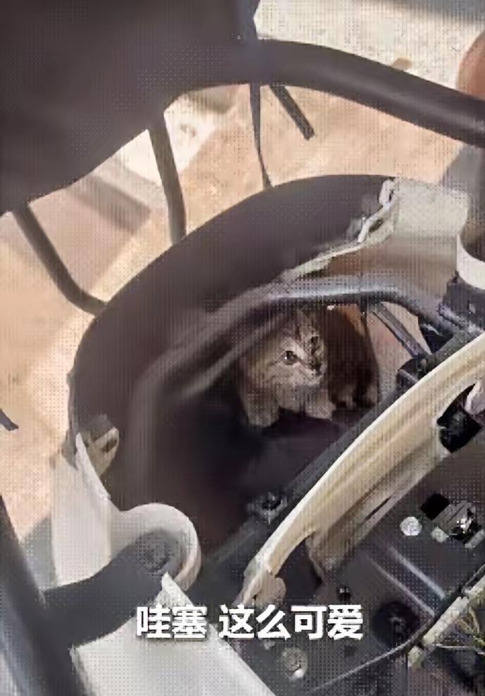 “被人民日报点赞了！”广东深圳，一女子骑电动车听到猫叫，可找遍全车都找不到，不料
