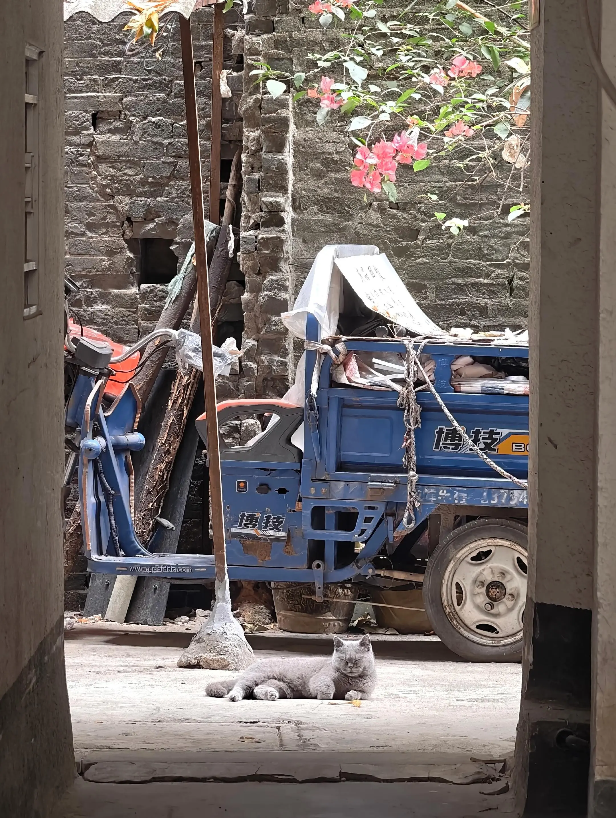 遇到猫版“拐子佬”。经过见到距坐系度，俾距吸引左过去。  哈哈哈哈哈...