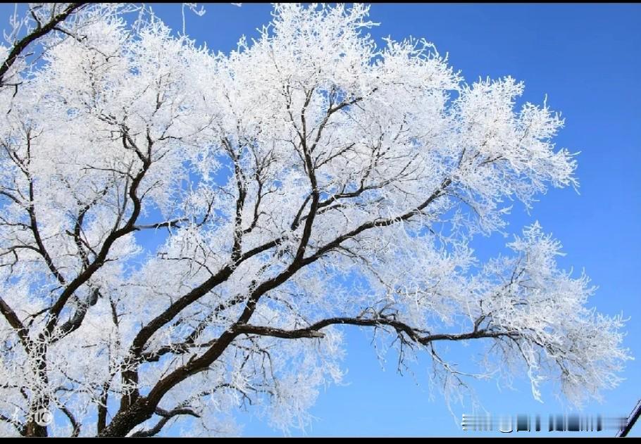三五七言诗•三九天
堂屋暖，屋外寒，
喜迎阳光来，不舍走的远。
层层包裹赏玉枝，
