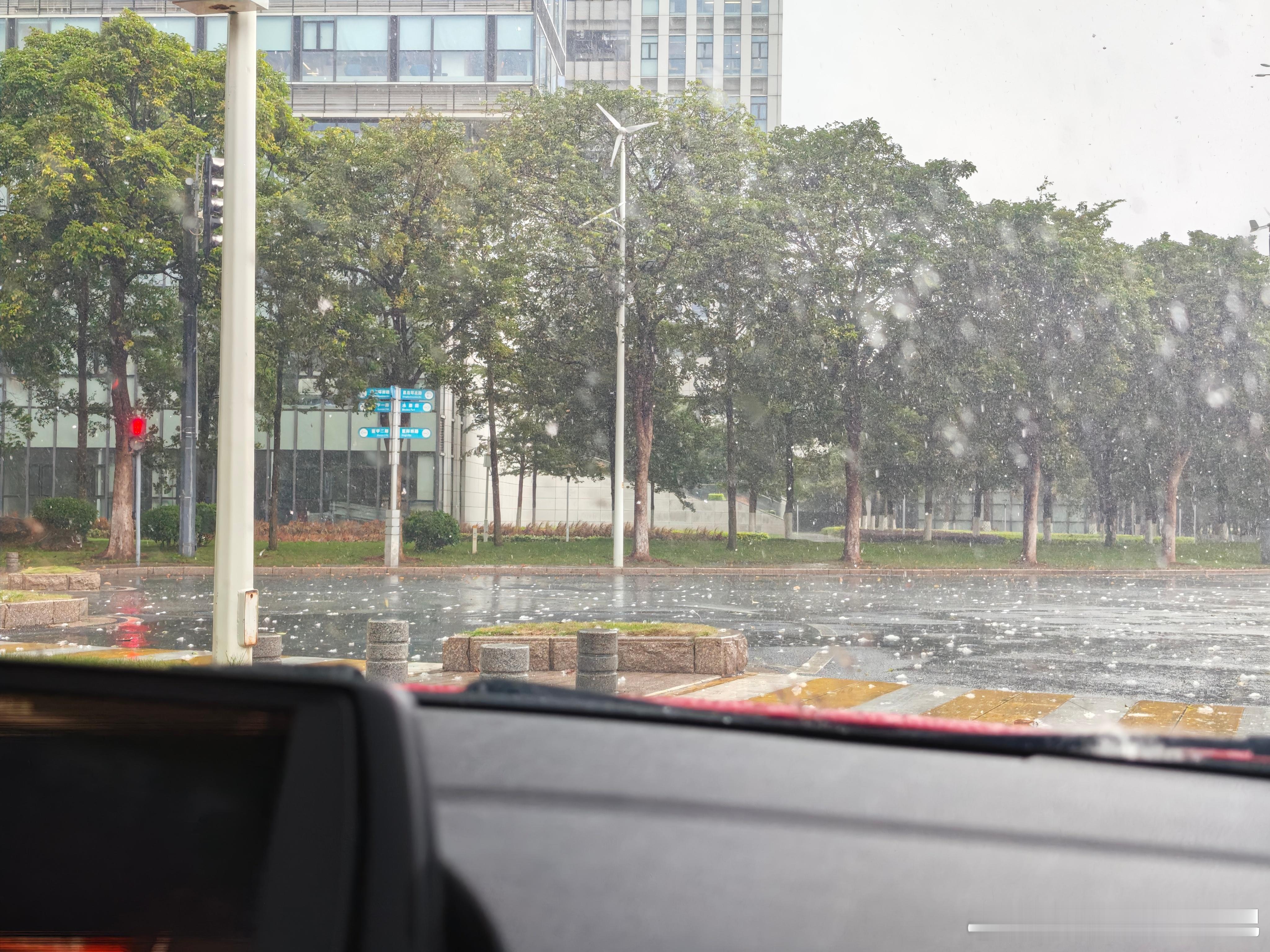 难得见广州「雨夹雪」 毕竟以往这个时候木棉花都是被晒干吹下来的