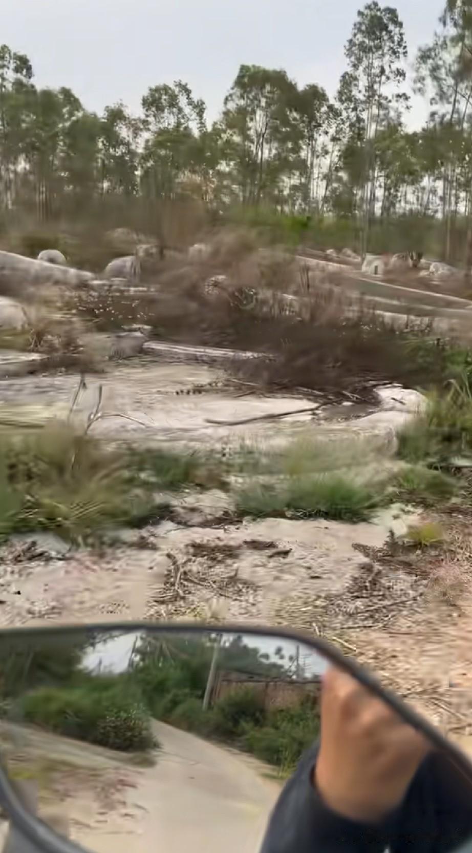 广东湛江吴川的一名网友，晒出了自己村附近的一条道路，竟然需要穿过一大片密密麻麻的