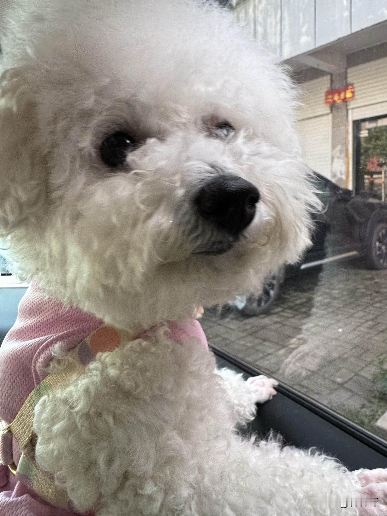 带猫咪去宠物店处理打结毛发，小比熊那反应太逗了。猫咪毛发打结是常见问题，像布偶猫