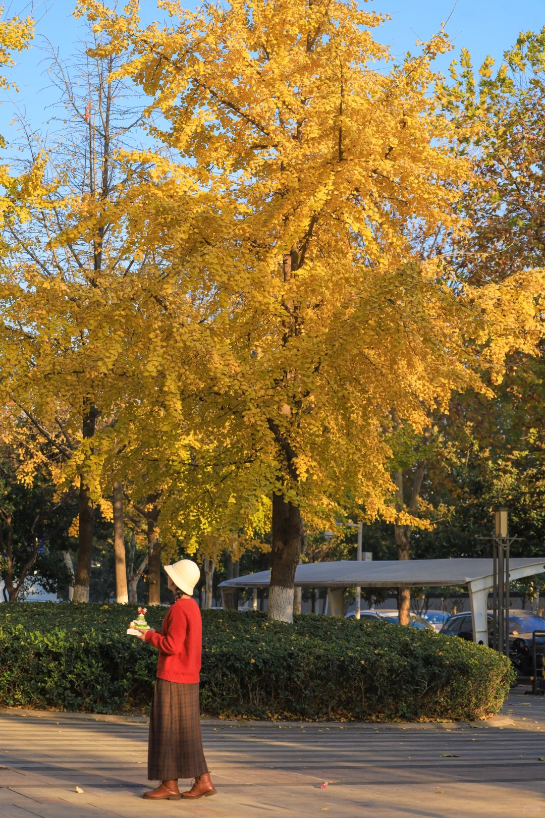 武汉这里浪漫氛围拉满了❗️赏银杏过圣诞🎄