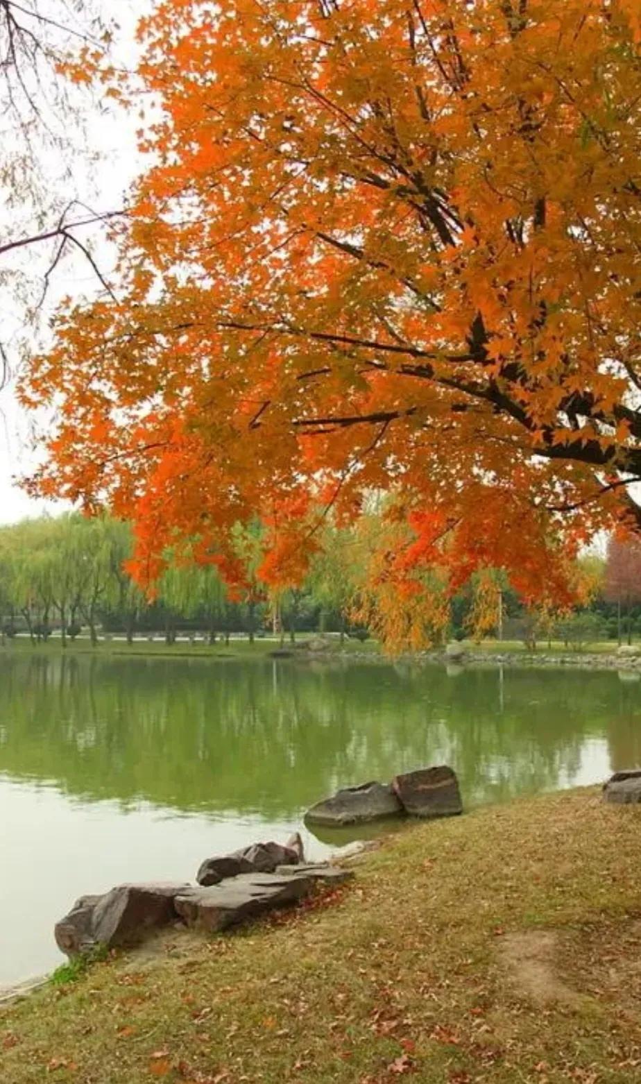 △△新秋之歌△△
💐🌾🍎🌽🍇🌸
秋风吹果香，秋雨催天凉。
秋蝉噪音休