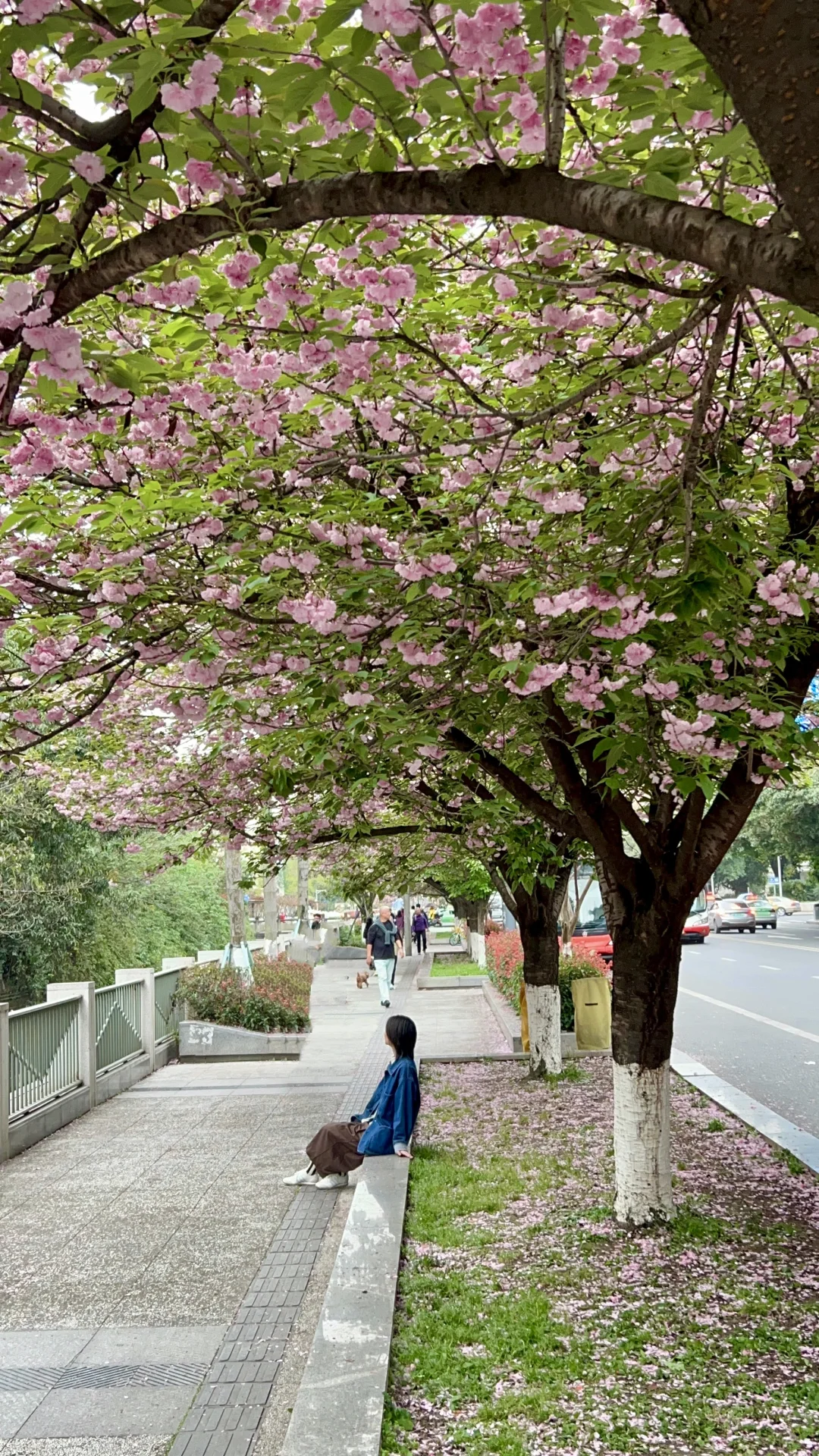 我宣布，这是成都春天最浪漫的街🌸