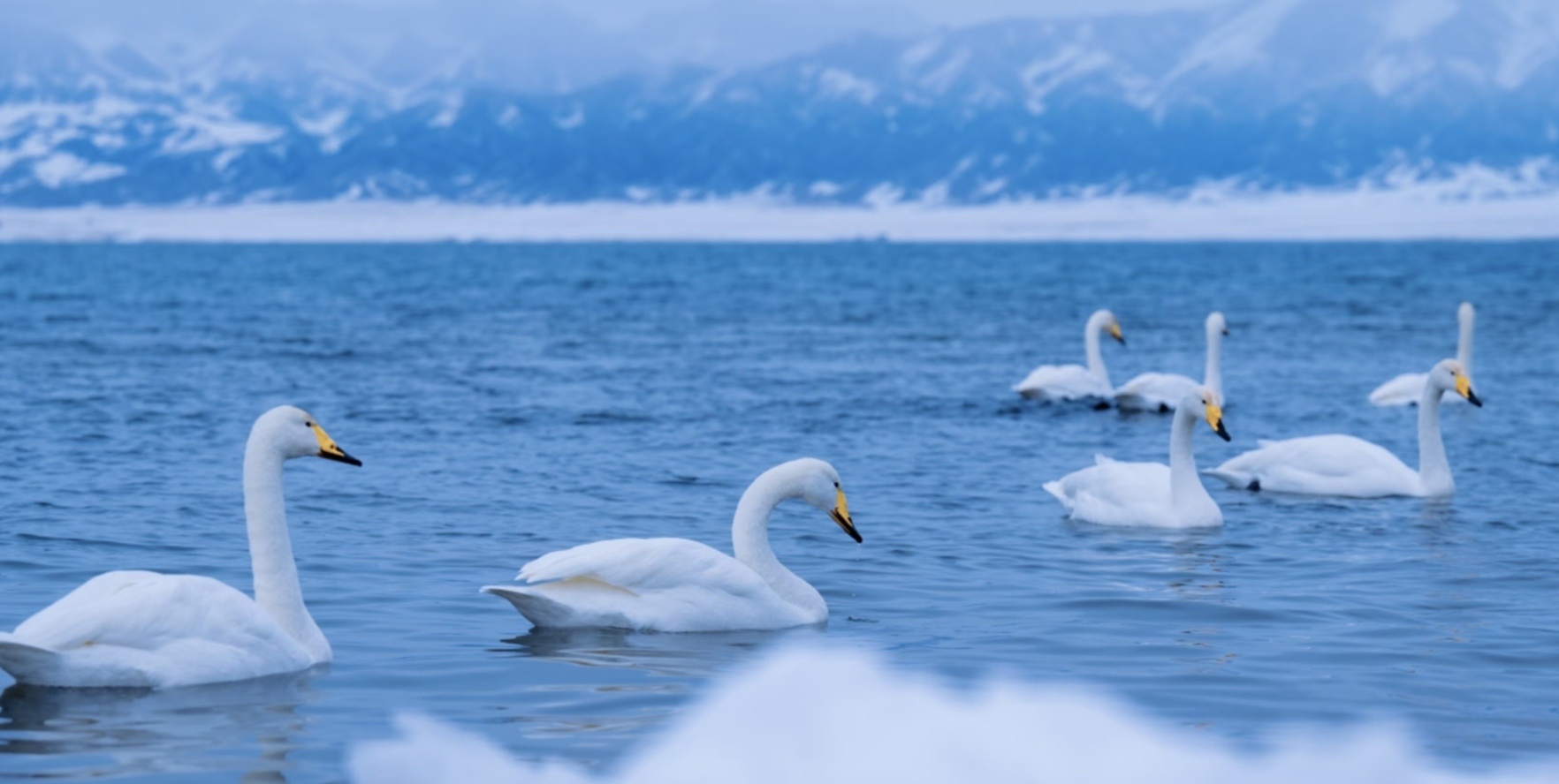 我爱你身上大范围的严寒爱你漫长而破碎的海岸线爱你所植下的每一株春天/顾桥生 