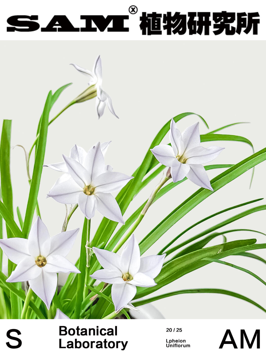 花韭｜Lpheion Uniflorum
