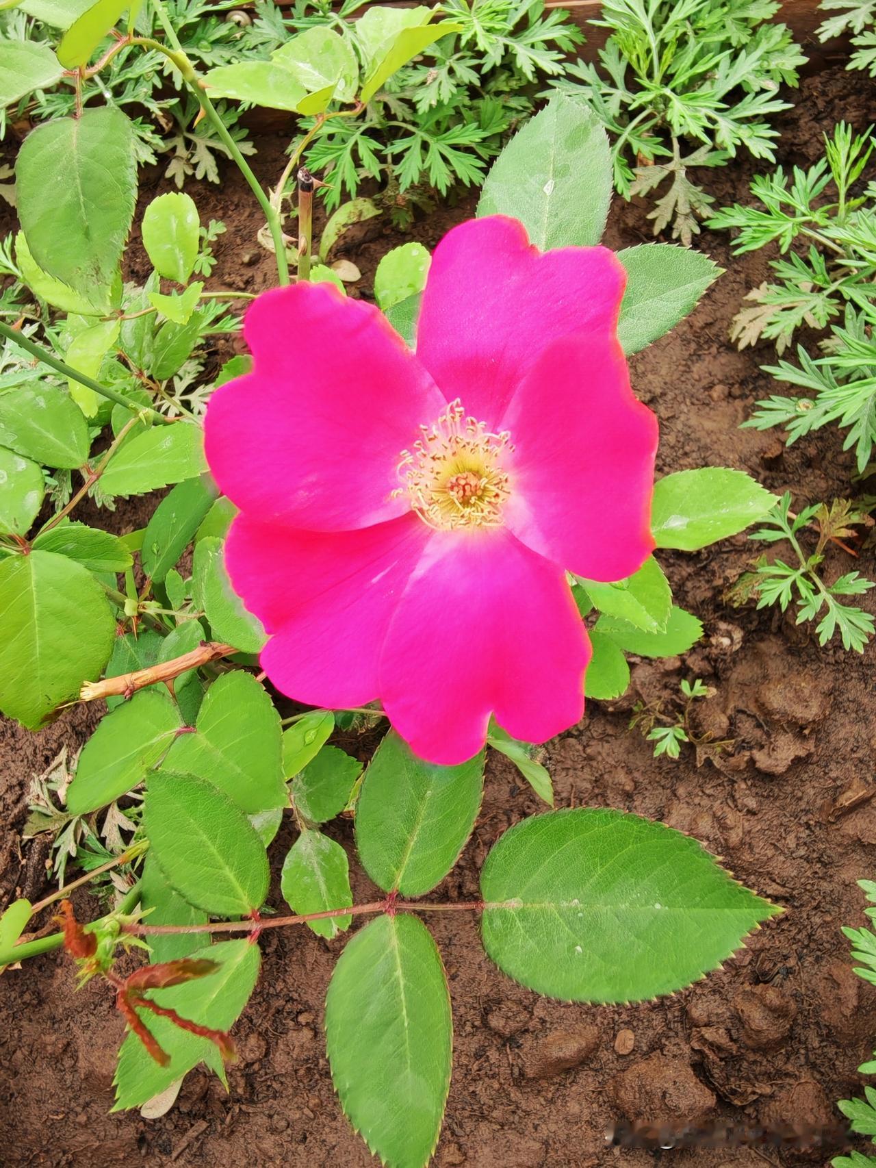 真心话茶局矮牵牛花