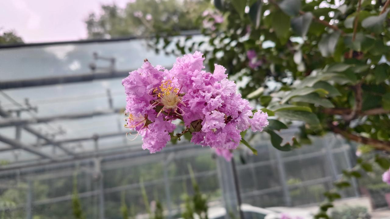 #随手拍紫薇花树#
