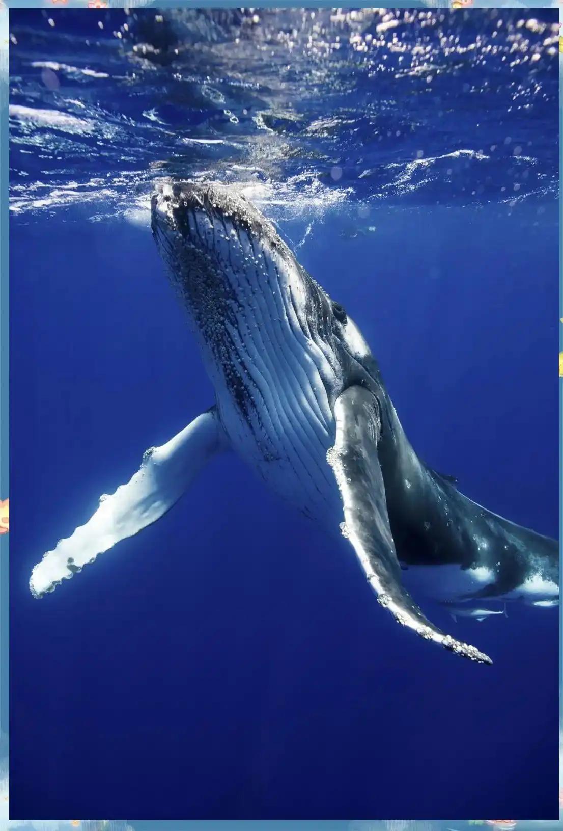 蓝鲸活着，本身就是一个奇迹。

鲸在地球上存在了大约五千万年，但长成今天这副庞然