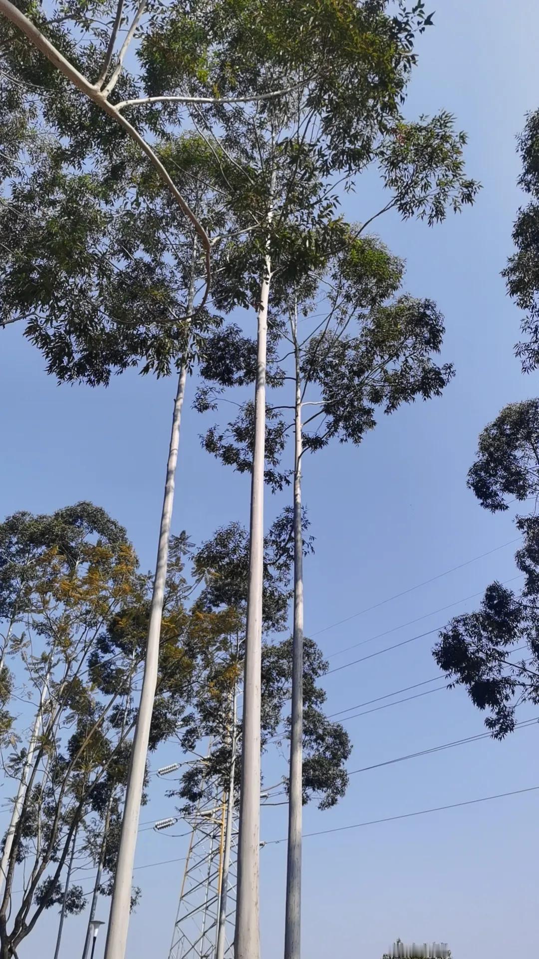 树影婆娑，阳光透过树叶洒落。
桉树，你犹如大地的诗人，矗立在红色土壤之上，你的身