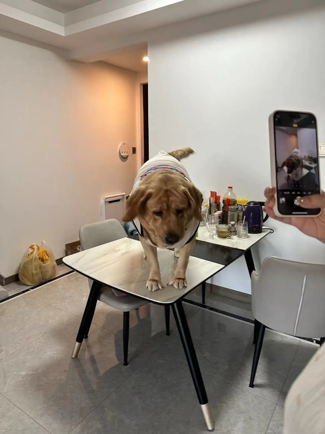 小狗把桌子踩塌的全过程