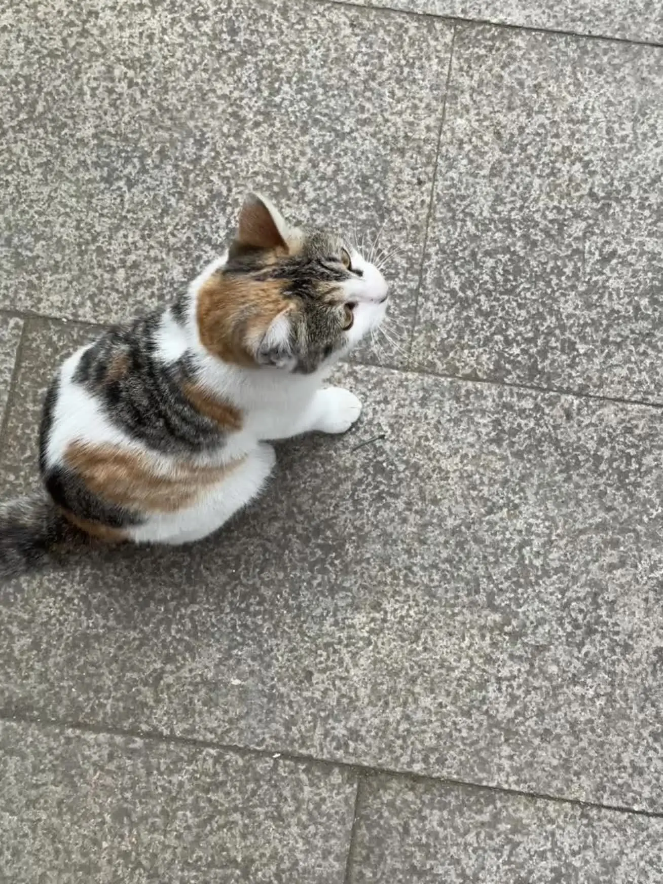 猫咪纯享