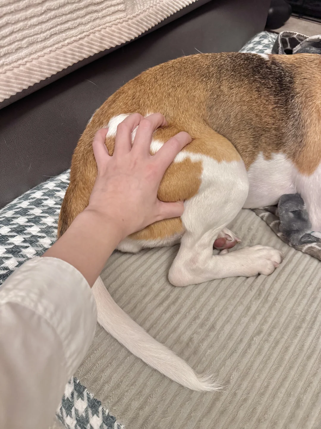 比格的大腚真的很好摸，很有弹性