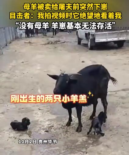 “万物皆有灵！”贵州毕节，一女子拉着羊到市场上卖，刚卖给屠夫，其中一只母羊突然产