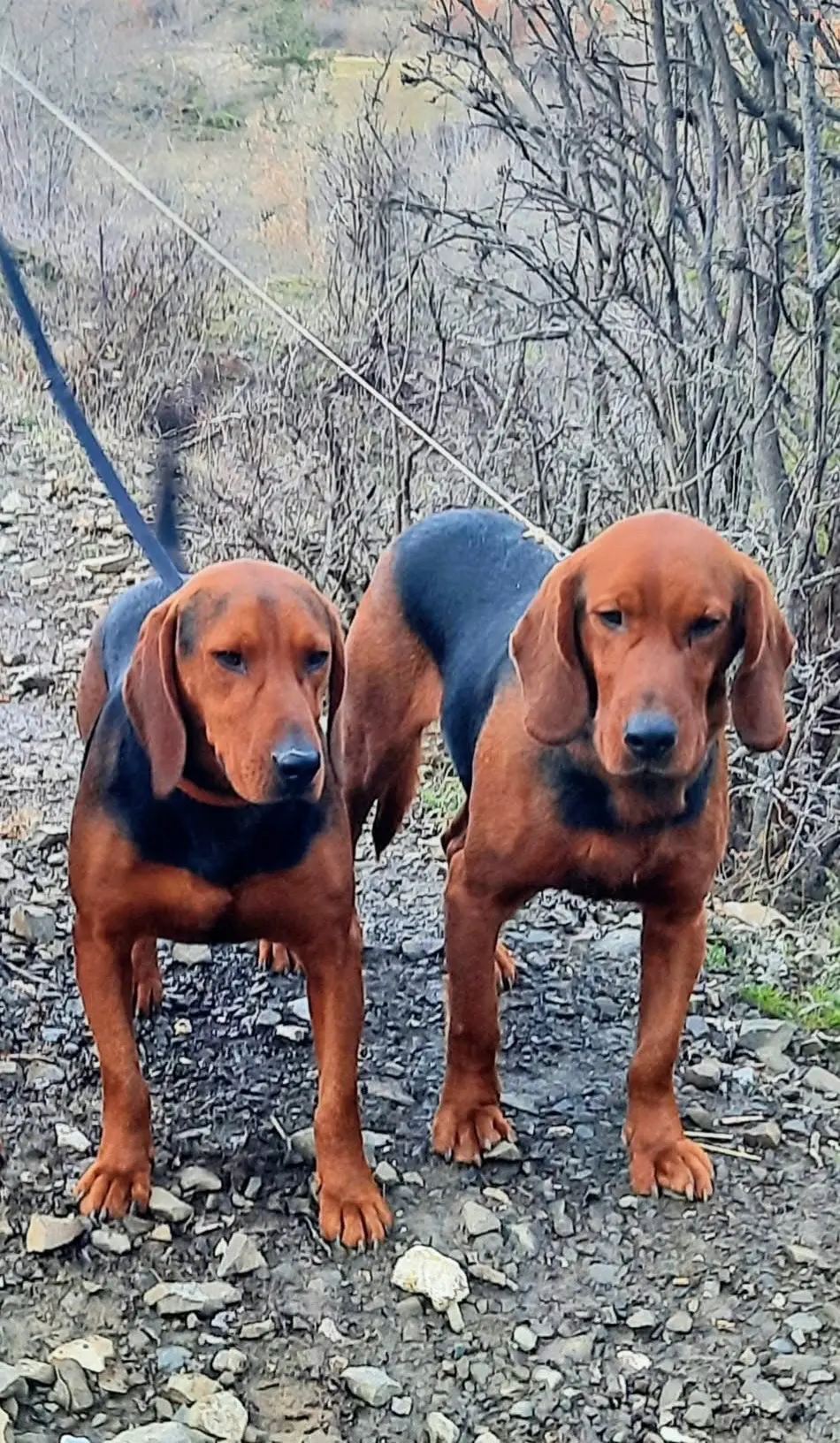 巴尔干两色猎犬，有喜欢这种大脑，大骨架的吗🤔