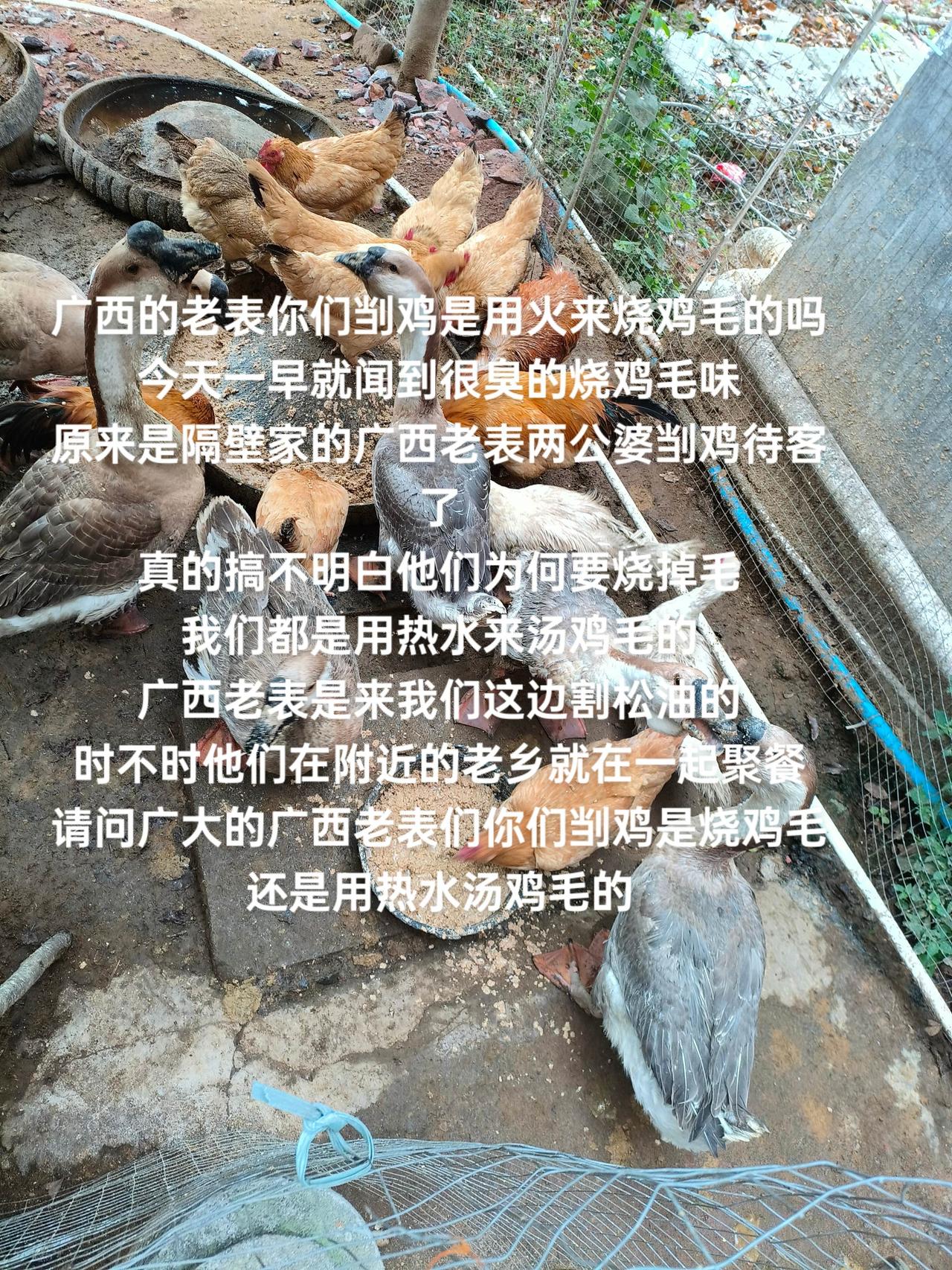 广西的老表你们㓥鸡是用火来烧鸡毛的吗
今天一早就闻到很臭的烧鸡毛味
原来是隔壁家