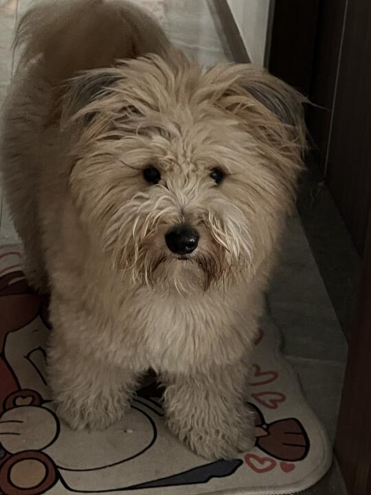 梅！雨！季！还我整洁小狗！